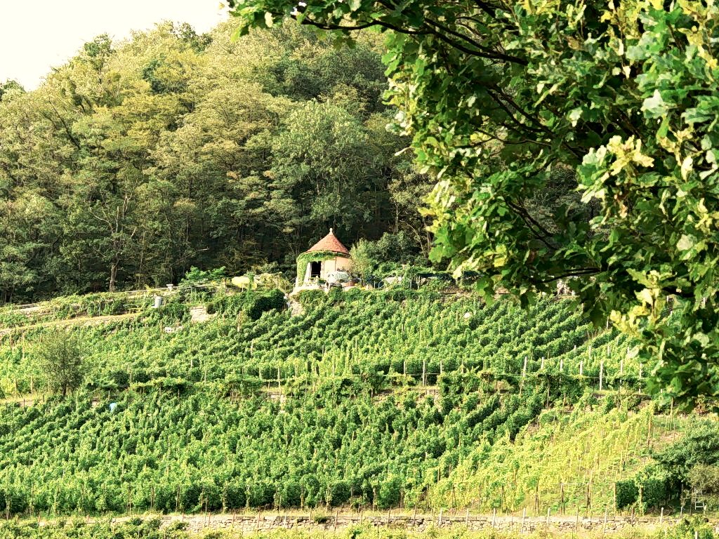 Weinbergslage "Pillnitzer Königlicher Weinberg"