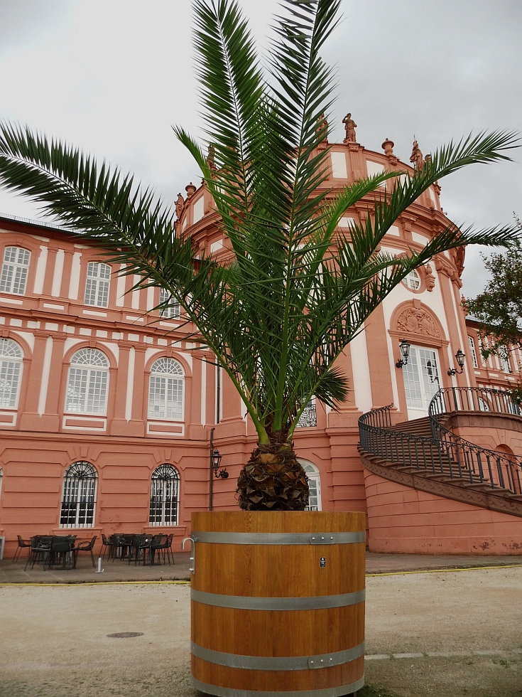 Holzpflanzkübel - Pflanzkübel Holz - Palmenkübel 