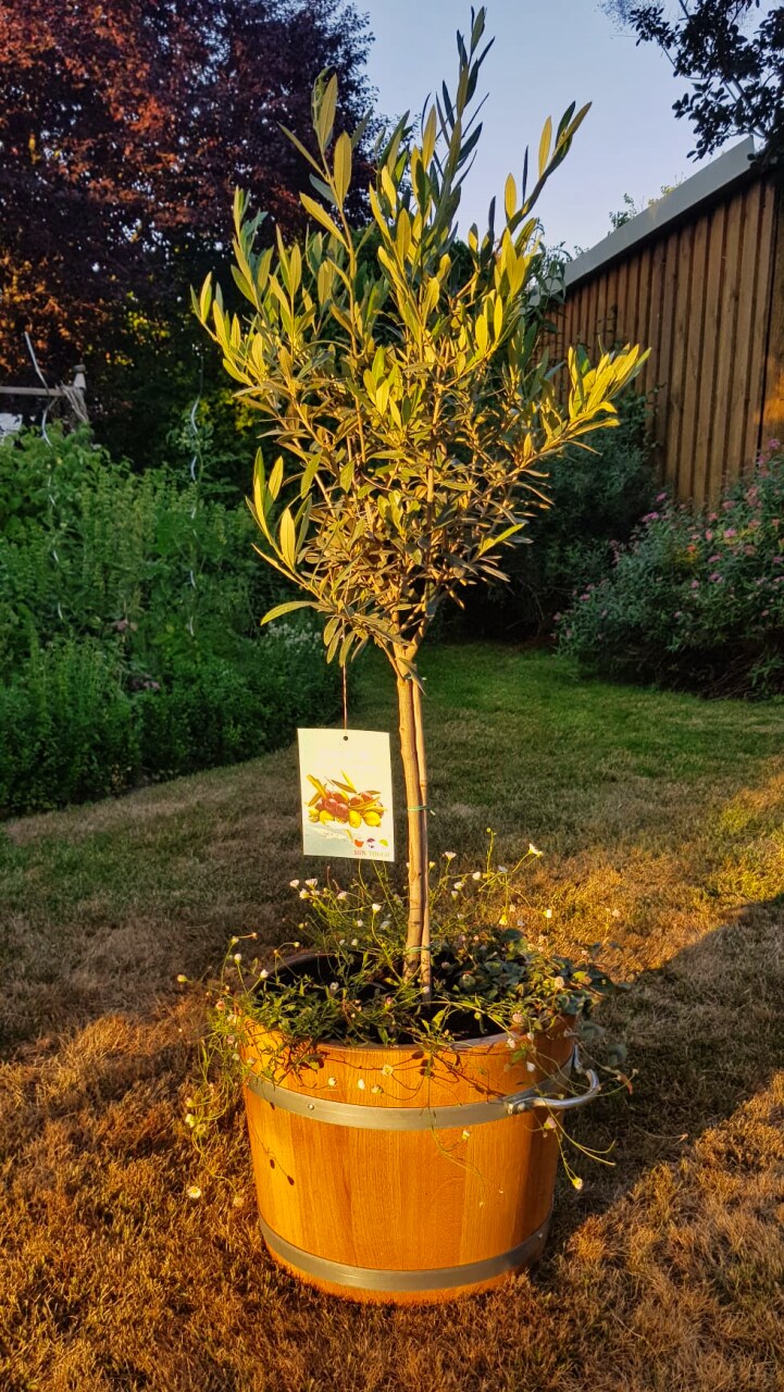 Pflanzkuebel aus Holz mit einem Olivenbaum in der Abendsonne