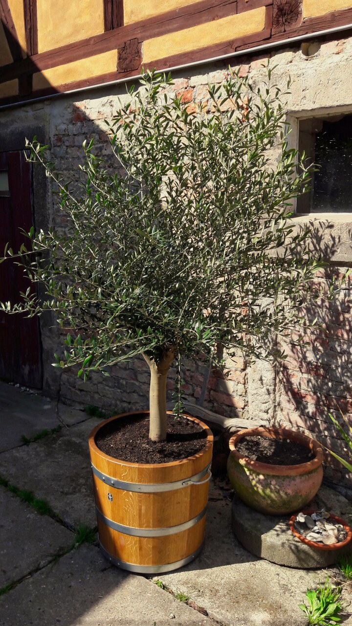 Pflanzkuebel aus Holz mit einem Olivenbaum vor einem Bauernhaus