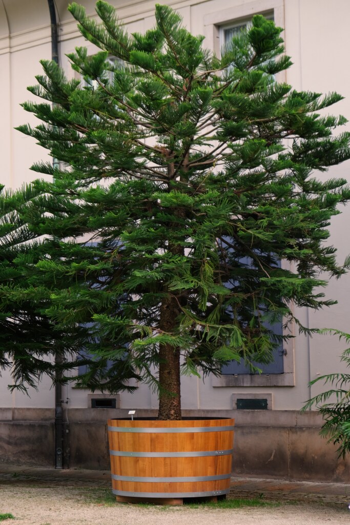190cm im Durchmesser großer Holzpflanzkuebel mit einem Ziernadelbaum im Schlosspark Pillnitz