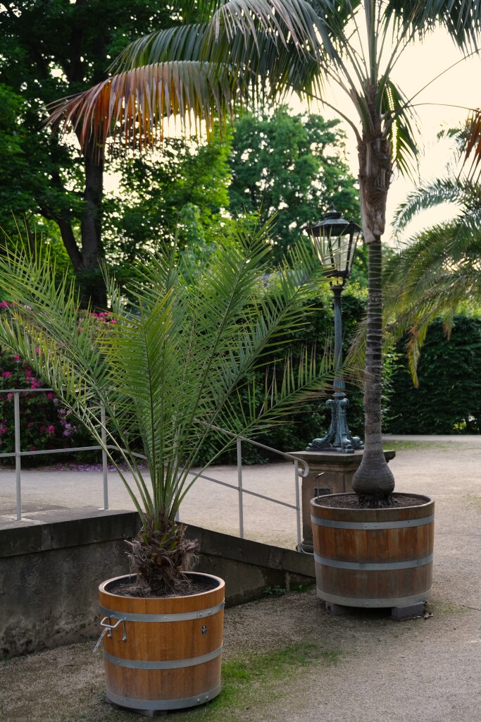 Mit Palmen bepflanze große Pflanzkuebel im Schlosspark Pillnitz